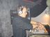 Crazyhorse 10